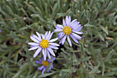 Dwarf fleabane