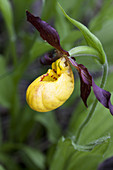 Yellow Lady's slipper