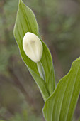 Showy Lady's Slipper