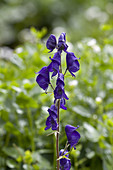 Columbian monkshood