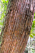 Bark of Endangered Shorea tree