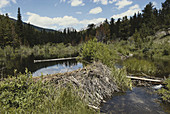Beaver Dam and Pond