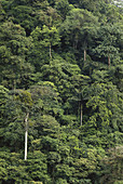 Colombian Rainforest