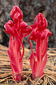 Snow Plant