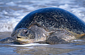 Green Sea Turtle Emerging to Nest