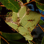 Green Tree Ants