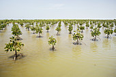 Mangrove Plantation