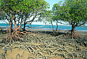 Mangroves in Australia
