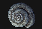 Fossil Snail