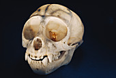 Lemur skull