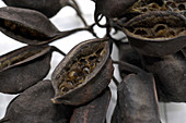 Seeds of a Jacaranda Tree