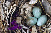 Australian Magpie Eggs