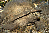 Giant Aldabra Tortoise