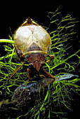 Giant Water Bug with Tadpole