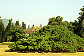 Weeping Fig Tree