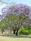 Jacaranda Tree in bloom
