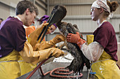 Cleaning Oiled Pelicans in Louisiana