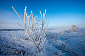Hoar Frost and Rime Ice
