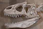 Allosaurus Skull