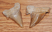 Fossilized Shark's Tooth