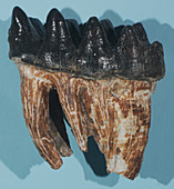 Fossil Mastodon Tooth