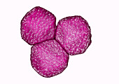 Hepatitis A Virus