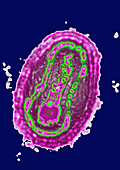 Poxvirus