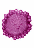 SARS-coV Virus