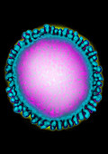 Human Corona Virus,TEM
