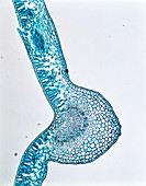 Sectioned dicot leaf,light micrograph