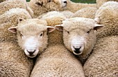 Romney sheep