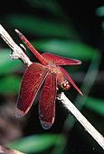 Red Dragonfly from Borneo