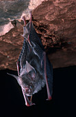 Northern Leaf-nosed Bat