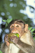 Bonnet macaque