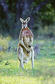 Red Kangaroo (Macropus rufus)