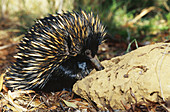 Echidna foraging for termites