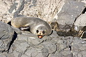 New Zealand Fur Seal