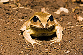 Greater Barred Frog
