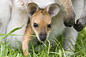 Red-necked Wallaby