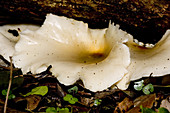 Luminous Fungi (2 of 2)