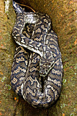 Carpet Python