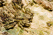 Crab Spider Camouflage