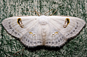 Geometroid Moth