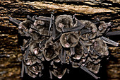 Large Bent-winged Bats