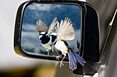 Blue wren attacking mirror