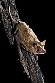 Little freetail bat