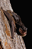 Little pied bat