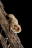 Little forest bat