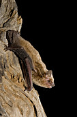Little broadnosed bat