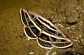 Noctuoid moth
